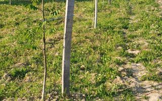 Teren cu o priveliste superba langa padure - Poză 8