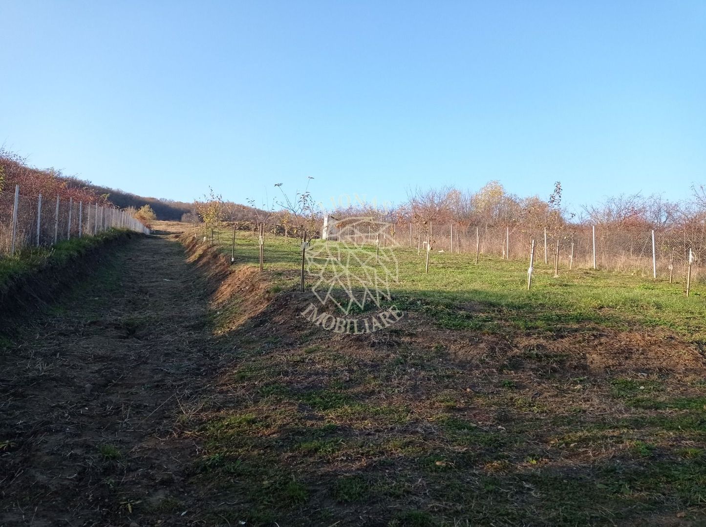 Teren intravilan 2700 mp-ideal case/investitie-Viisoara - Poză 6