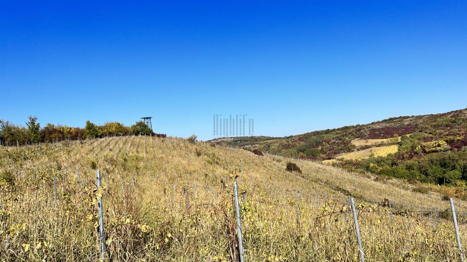 14Ha podgorie, livada pomi fructiferi, si conac 3000mp - Poză 6