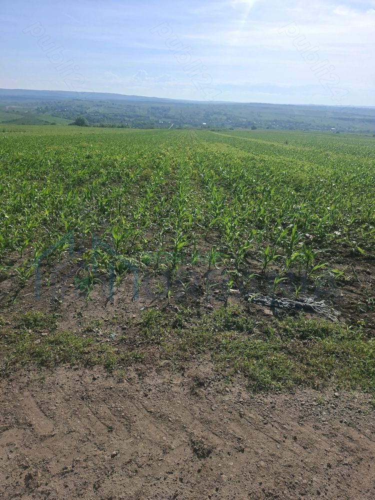 Teren de 6500 mp pentru construcție casă, Popesti - Poză 5