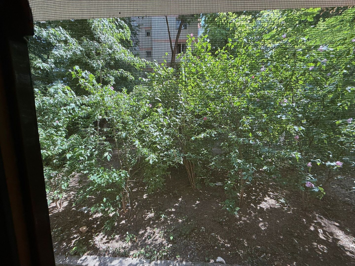 Apartament 2 Camere Teiul Doamnei Lacul Tei - Poză 7