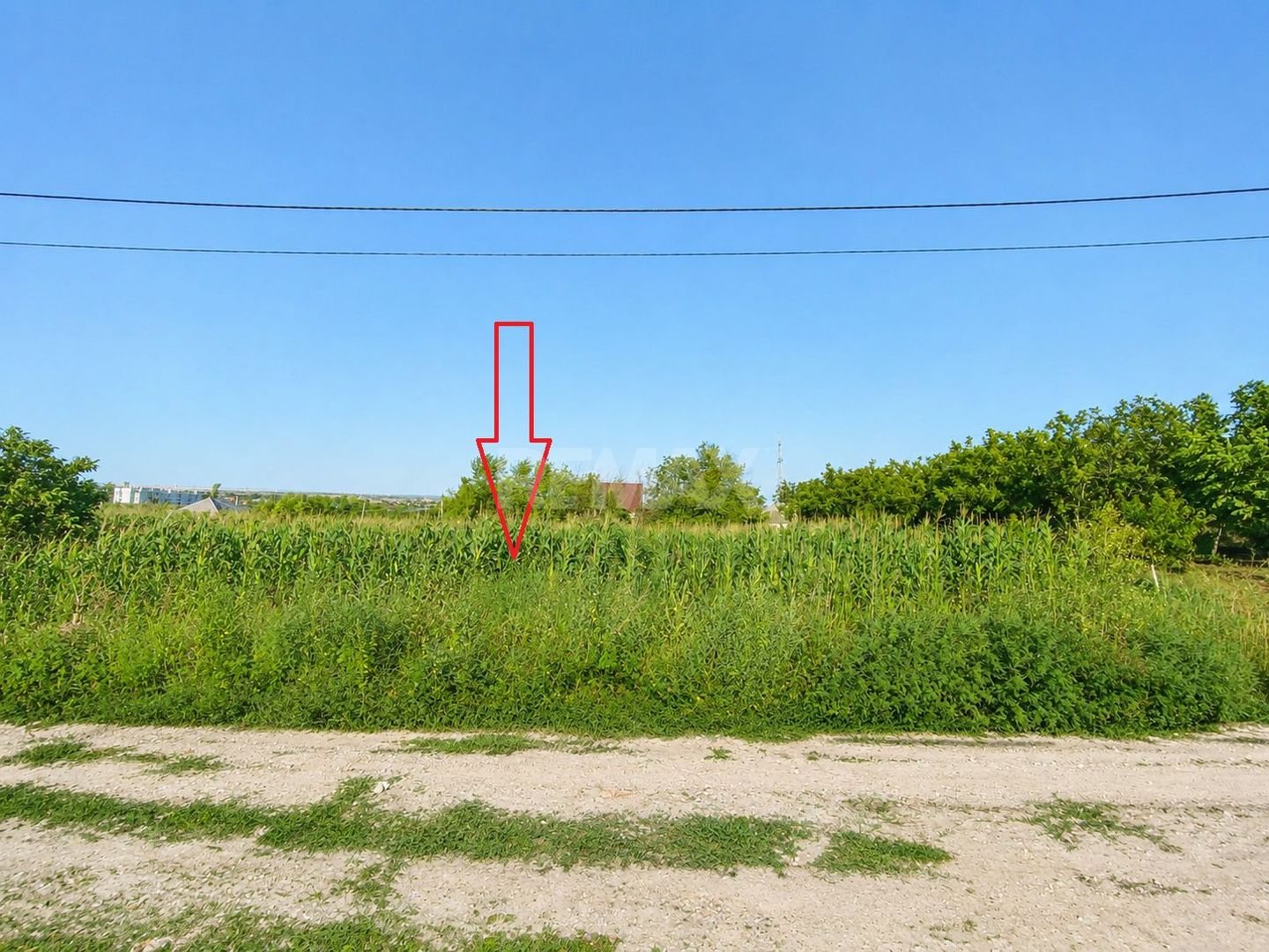 TEREN PENTRU CONSTRUCȚIE – 12 ARI | SPEIA- ANENII NOI - Poză 5