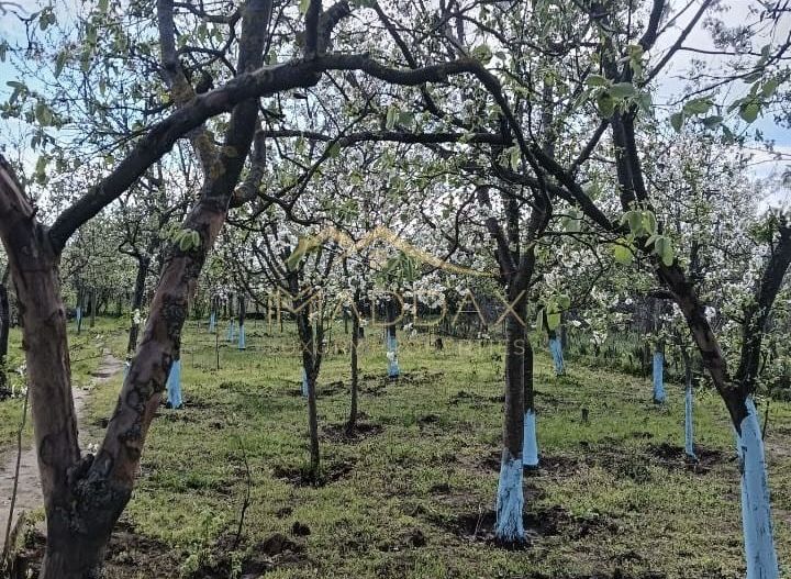 Vila 9 camere***gradina cu pomi fructiferi//1085 mp teren***Dragomiresti-Deal - Poză 2