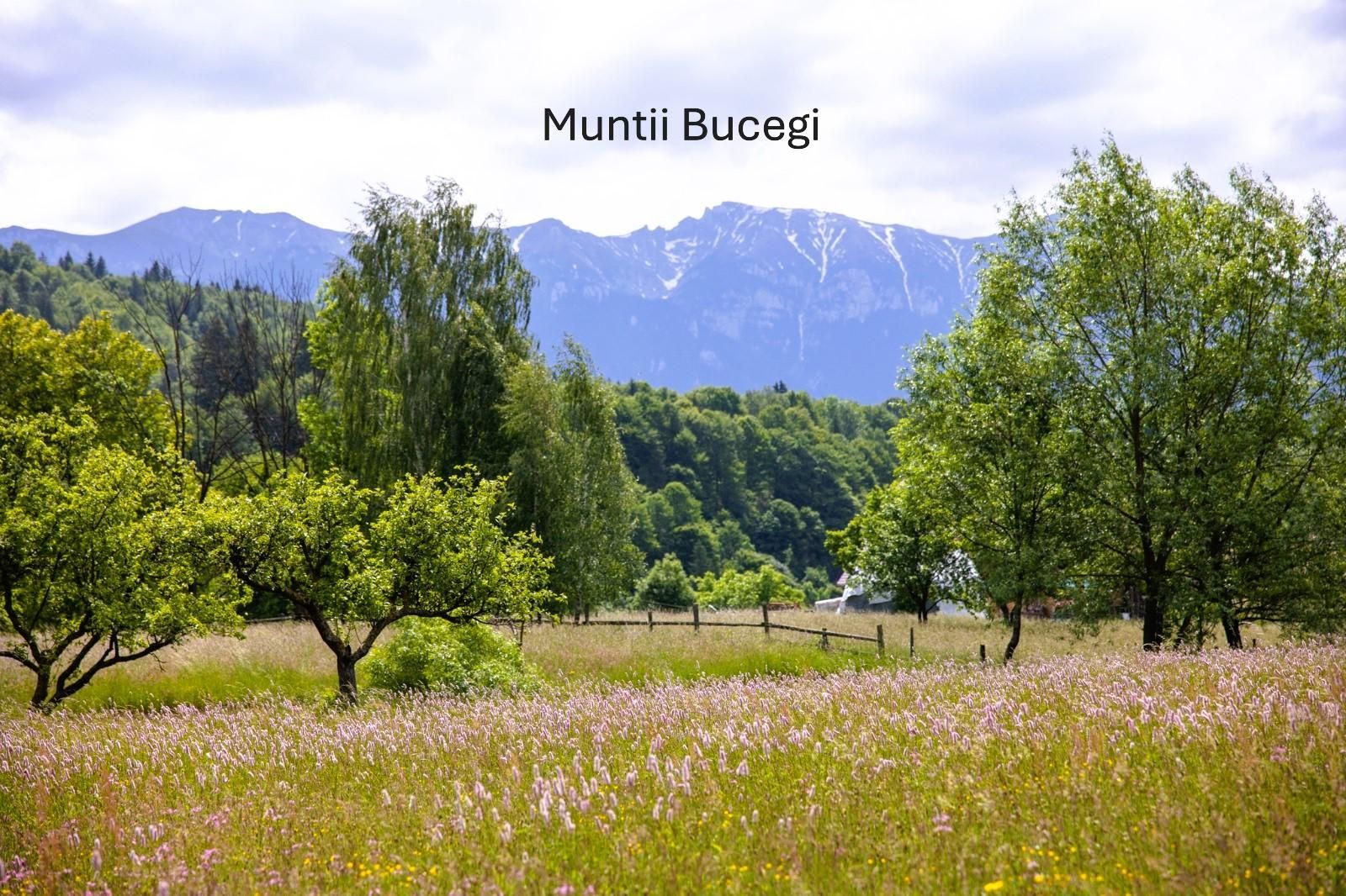 Teren intravilan plat in Bran, 1000 mp, vedere către Bucegi, utilitati - Poză 7