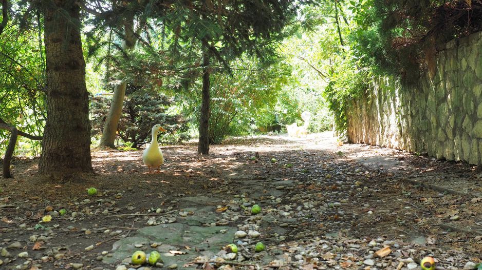 NOU-VILA 6 CAMERE SNAGOV IZVORANI LAC -TEREN 1800mp - Poză 2