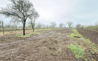 De vânzare 2 Case de vinificație cu Teren 4108 mp - Grădina Viilor - Carei - Poză 10