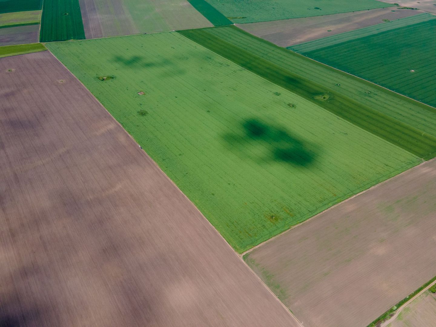 Teren de 5Ha în Satchinez. - Poză 3