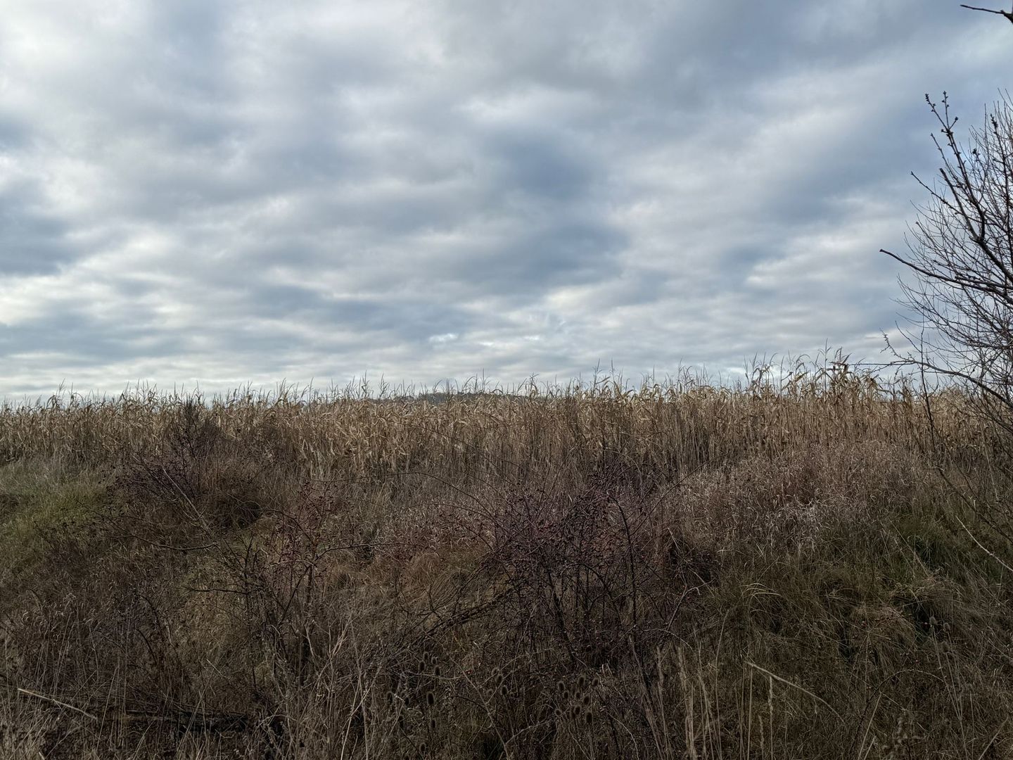 VAND TEREN 46 ARI | VOLOVAT | 47.000 EURO | - Poză 6