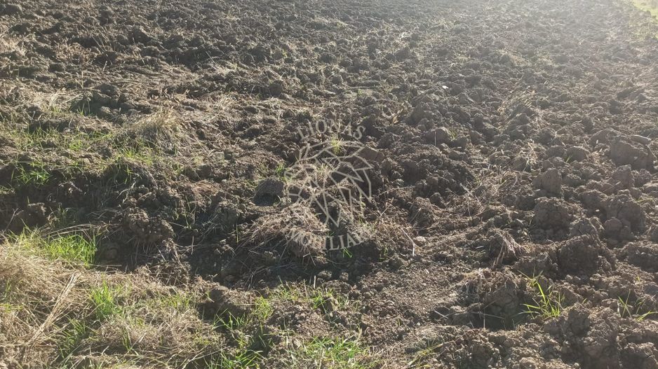 Teren 7500 mp-ideal agricultura, invetitie-Sarata - Poză 3