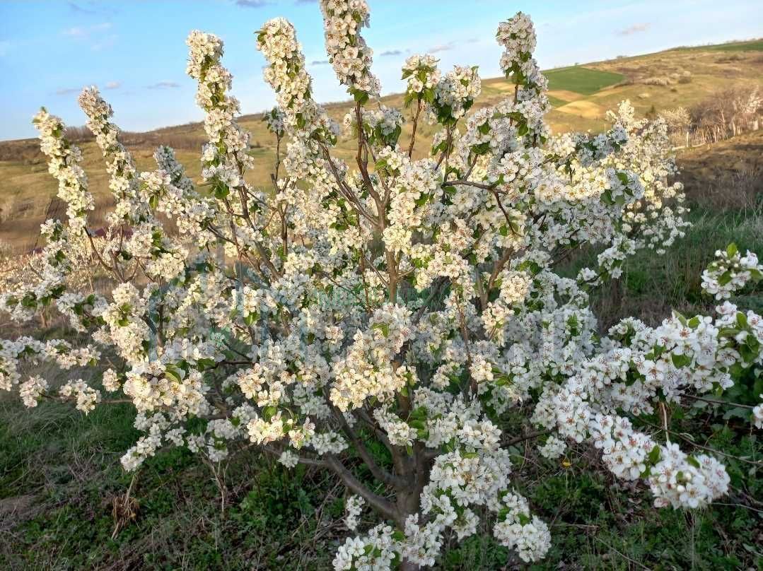 Teren intravilan de vânzare, Cristești-Brăești, Iași, 2.650 mp - Poză 4