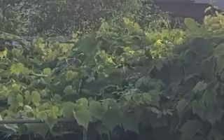 Ocazie unică! Proprietate cu potențial – zona Gherăiești - Poză 4