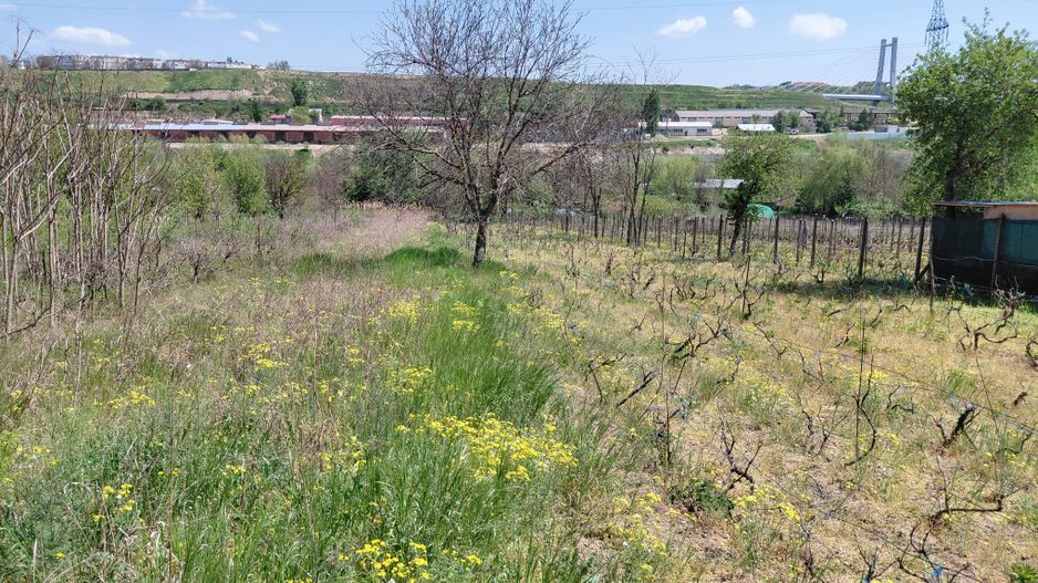 Teren intravilan 3.250 mp în Filești – Ideal pentru casă sau investiție! - Poză 1