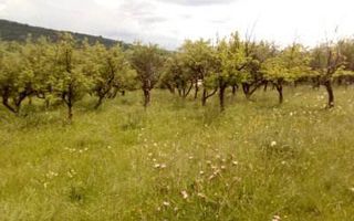 Teren intravilan si livada Draghici - Poză 6