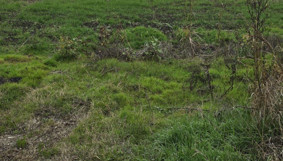 1 DECEMBRIE - TEREN 2500 MP - Poză 1