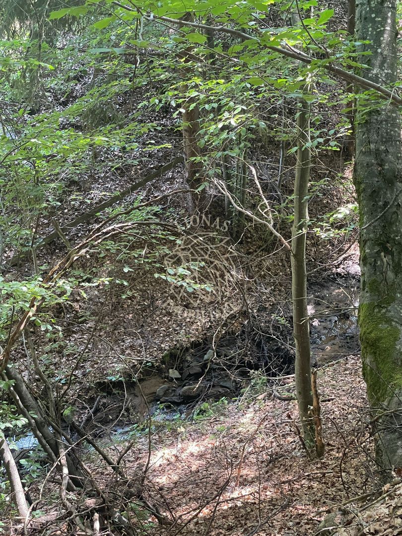 COMISION 0 20.000 MP TEREN EXTRAVILAN CU PADURE ZONA TURISTICA VISAGU VLADEASA - Poză 3