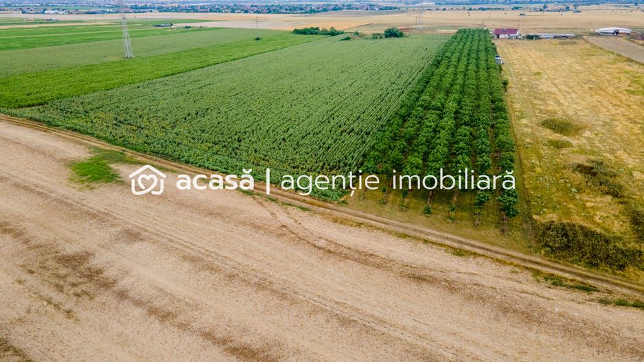 Teren cu plantație de arbori Paulownia, 1.25 ha - Poză 4