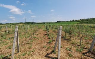 Teren intravilan cu PLANTATIE DE GOJII de vanzare in Racari - Poză 4