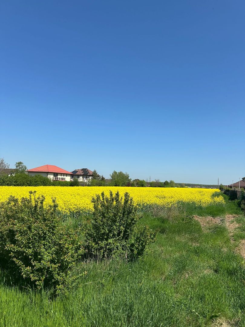 Teren intravilan 26.300 mp Saftica Balotesti-  PUZ în lucru - Poză 21