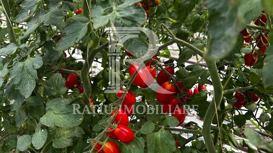Complex agroindustrial de închiriat | Sere 3.300 mp - Poză 6