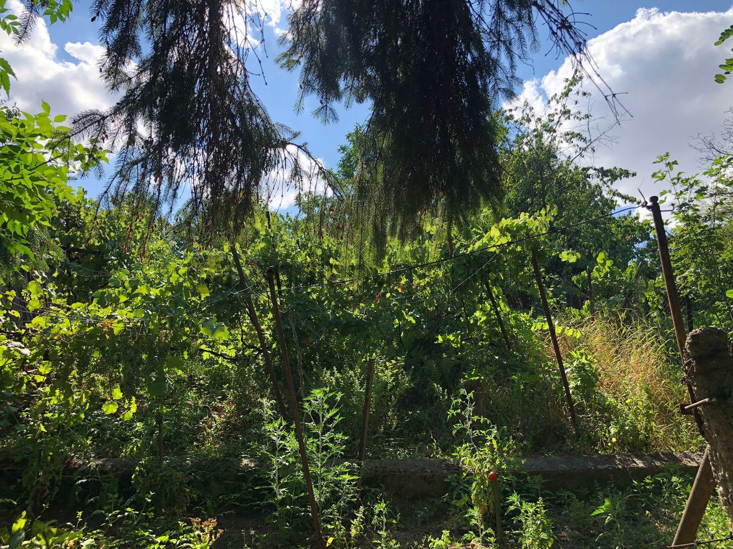 Casa  de renovat  str.Colinelor - Poză 14