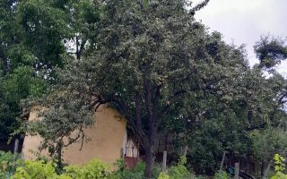 Gospodărie țărănească de vânzare cu 2 case și teren 6.700 mp, Cozia, jud. Iași - Poză 10