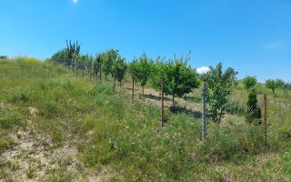 Teren de vânzare, 1074 mp, acces ușor. Zona Copou Iași! - Poză 3