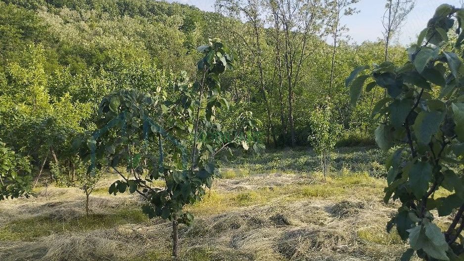 Casă bătrânească de vânzare în Totoiești – teren intravilan 2128 mp, cu fântână, beci, anexe și livadă - Poză 3