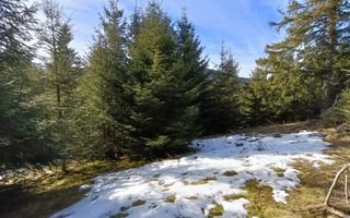 Teren de vânzare în zona montană a județului Alba - Poză 6