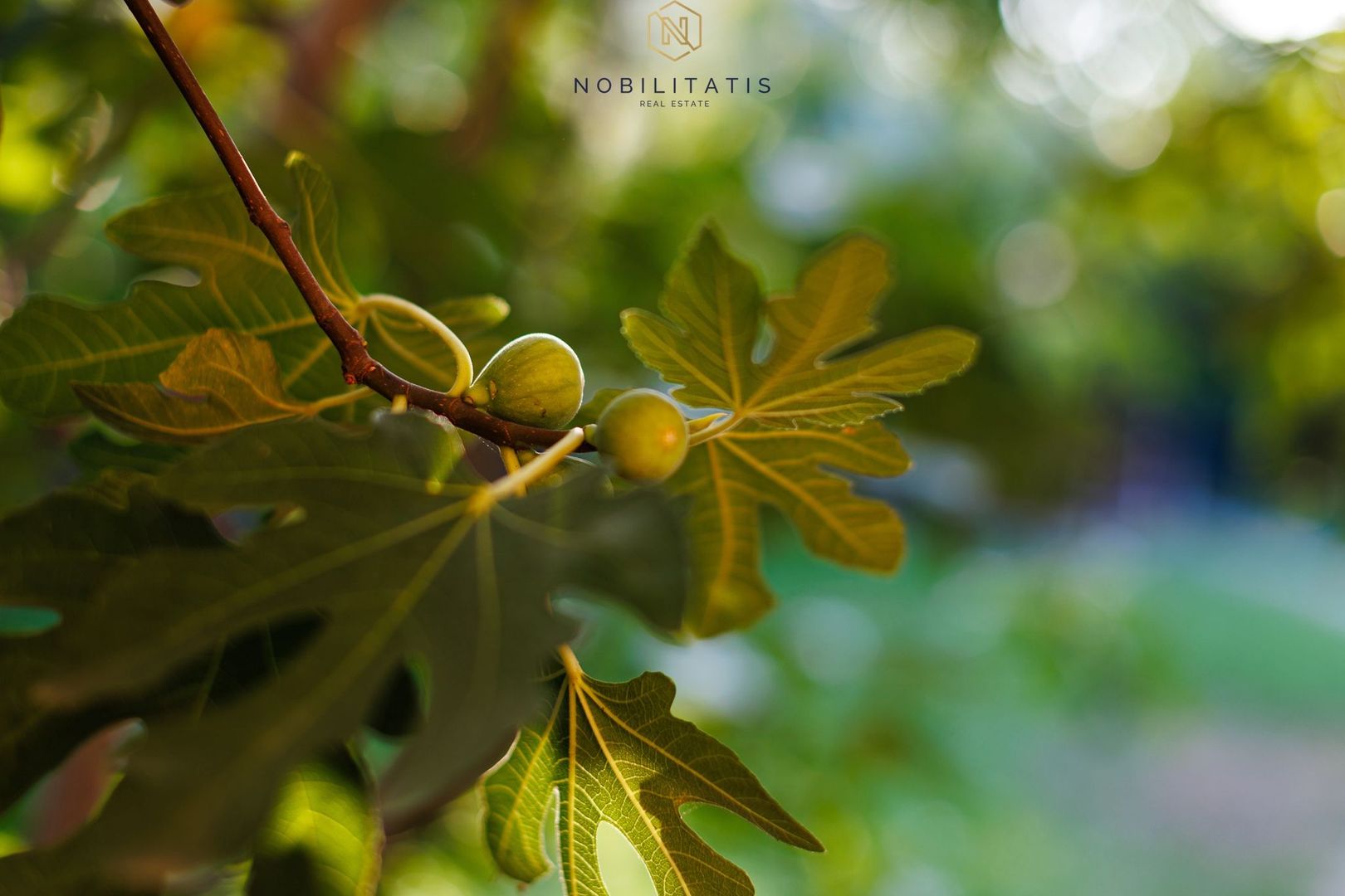 Oferta inchiriata - Casa individuala Dumbravita - Poză 28