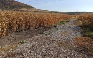 Teren 4606 mp-ideal investitie-Sarata - Poză 5