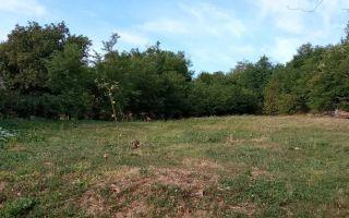 Teren de vânzare în Rediu, județul Iași - Poză 2