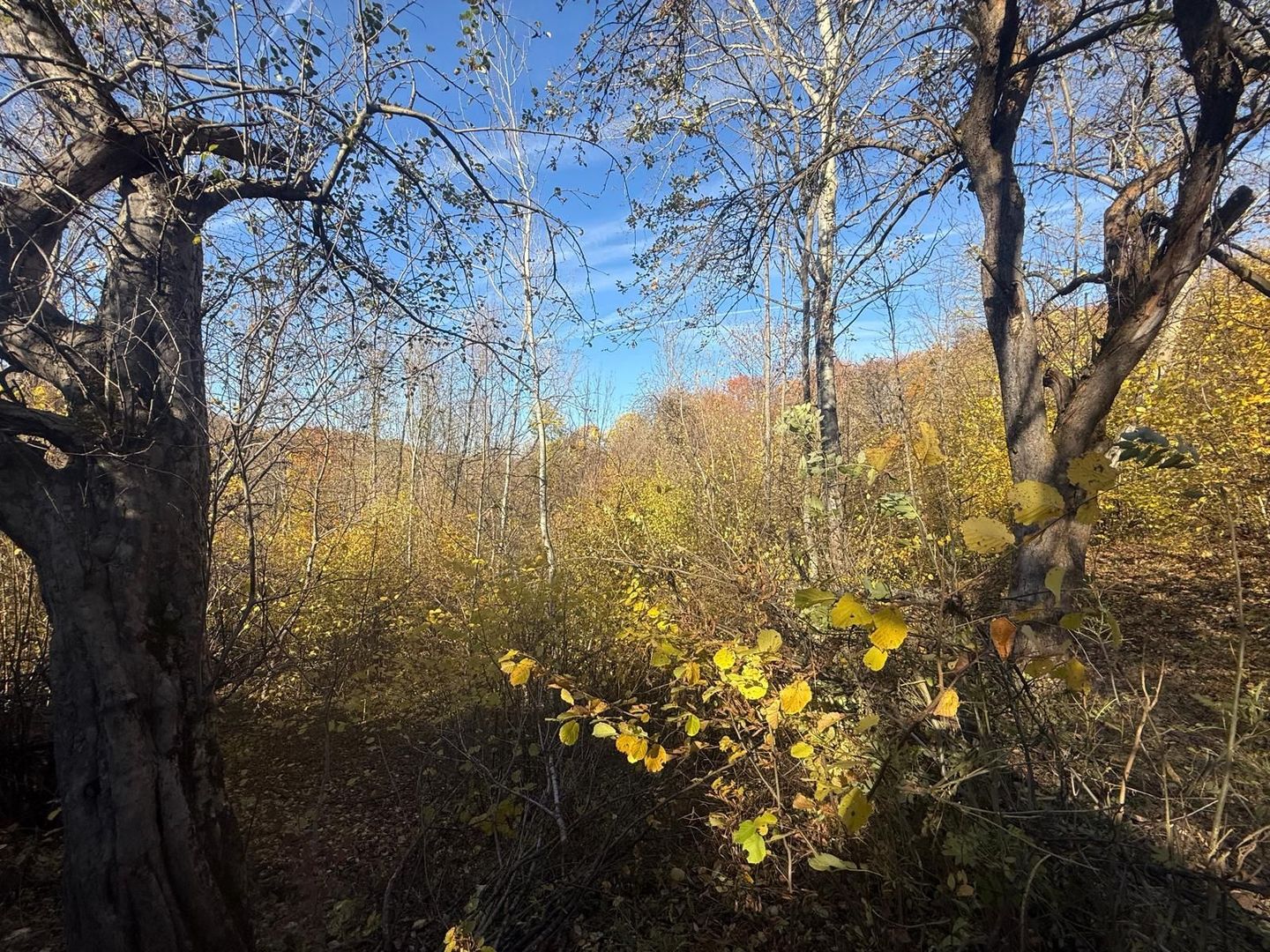 Teren langa pădure 6400mp+casa demolabila-deschidere 35 ml - Poză 6