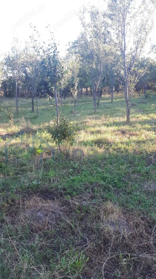 SUPER OFERTĂ: 5000 mp,gaze,canalizare, curent jud Iasi Loc. Ceplenita - Poză 2