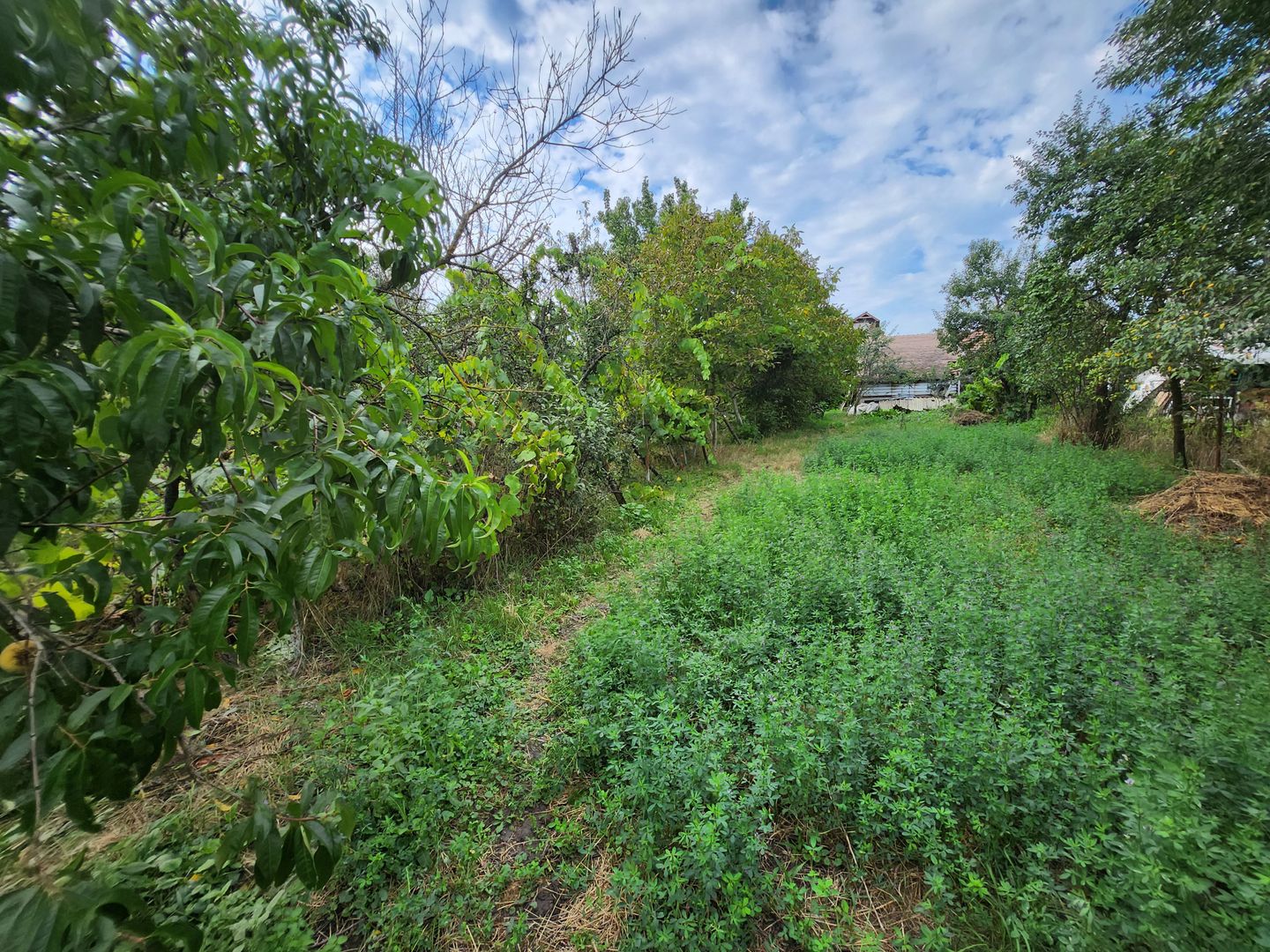 Casa P+M cu teren generos-Remetea - Poză 11