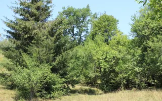 Terenuri Carpinis I parcelabil I Curent pe proprietati - Poză 75