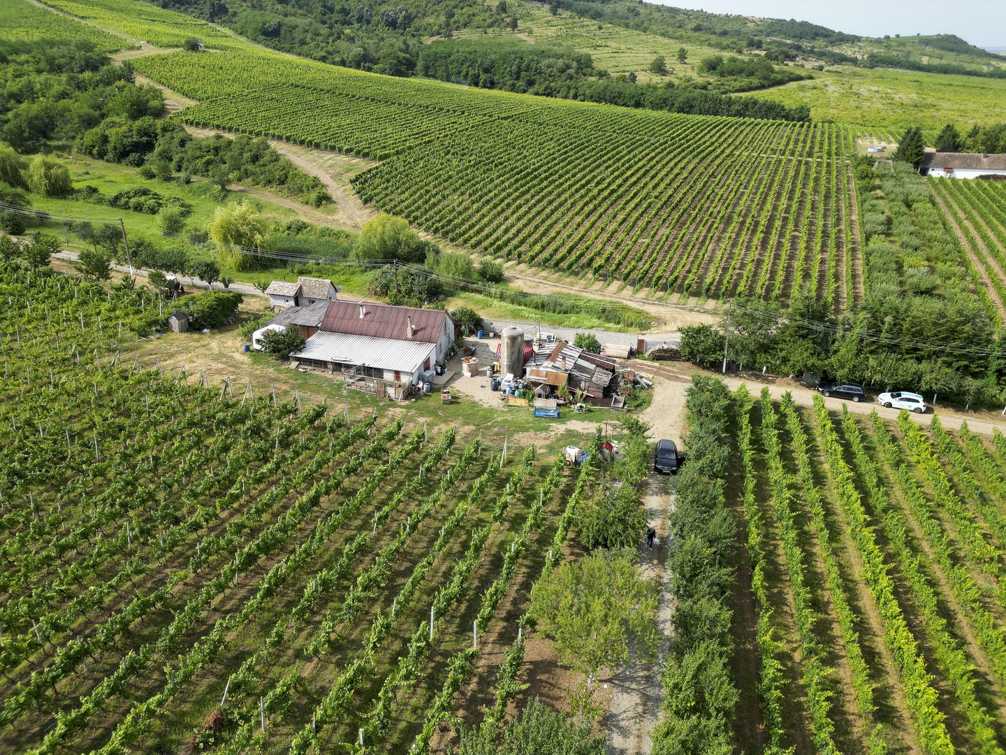 Vie Tradițională „Halta Lupilor” - Poză 47