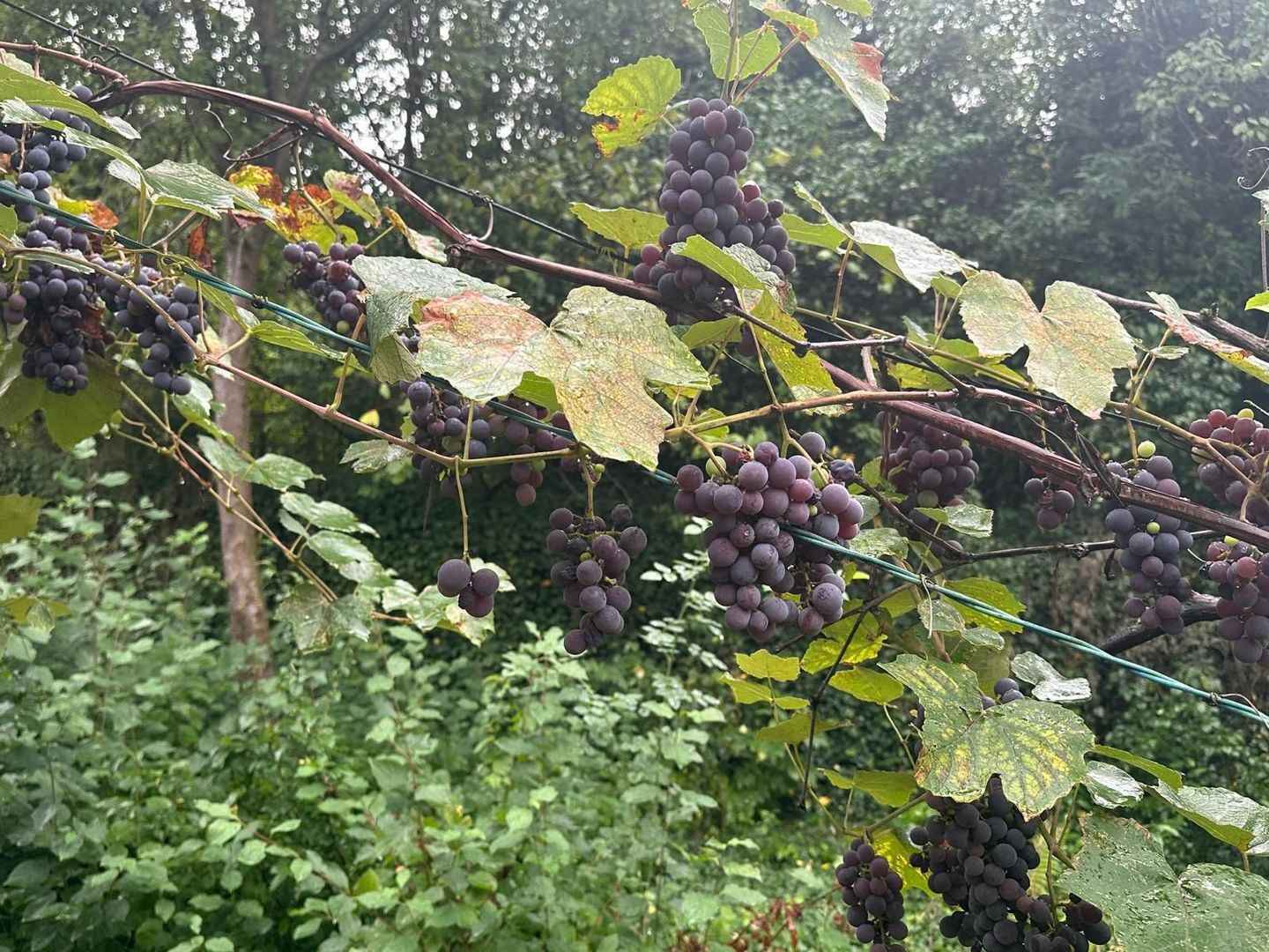 De vanzare teren 2100 mp Dej central - Poză 4