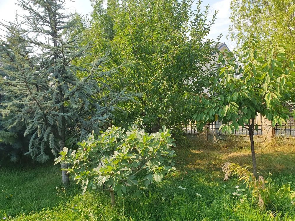 De vanzare teren 562mp + foisor si beci, Bragadiru - Poză 7