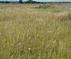 Teren de vânzare | Șura Mare - Poză 2