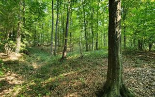 Padure stejar Prahova L328 - Poză 5