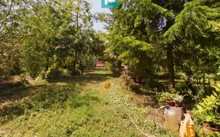Casă cu livadă de pomi în Dorobanți - Poză 22