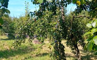 974 mp de vis, între pădure și cer - Teren intravilan, Cisnadioara, Sibiu - Poză 8