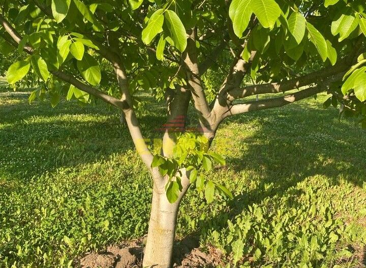 De vânzare livada cu nuci - Poză 4