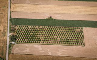 Livadă de nuci altoită și ecologică 2.5ha - Poză 8