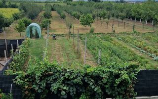 Vand casă  350 mp cu teren 55 arii in localitatea Iojib - Poză 4