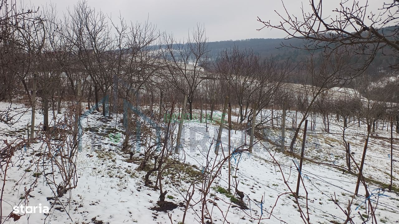 Teren intravilan 704 mp, acces asfaltat, priveliste Padurea Breazu - Poză 13