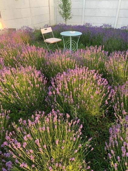 Casa individuala | Curte generoasa | Tunari | Teren 321 mp | Mobilata complet - Poză 3