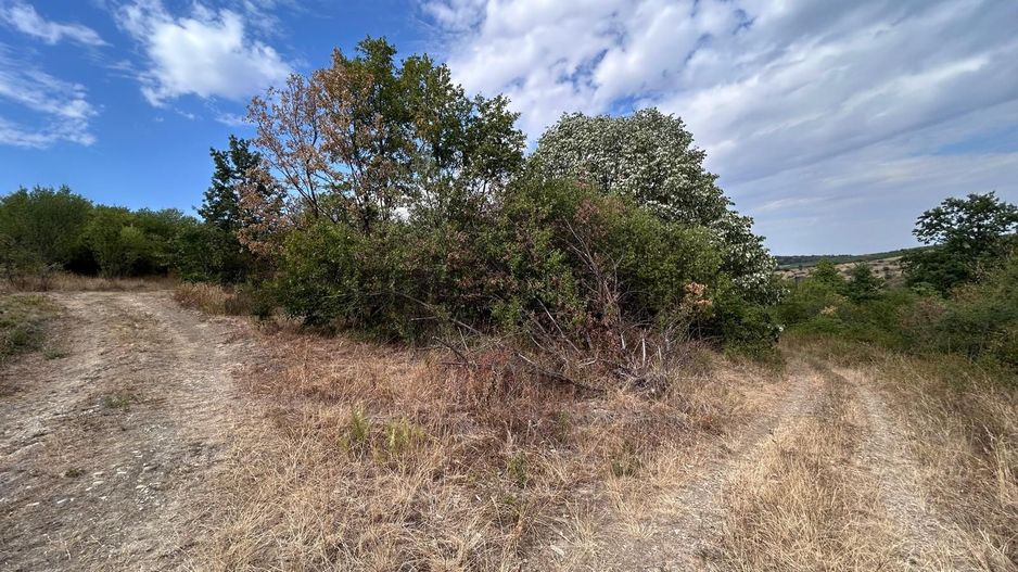 Sapient | Teren intravilan în Săldăbagiu de Munte 4.316 mp - Poză 4