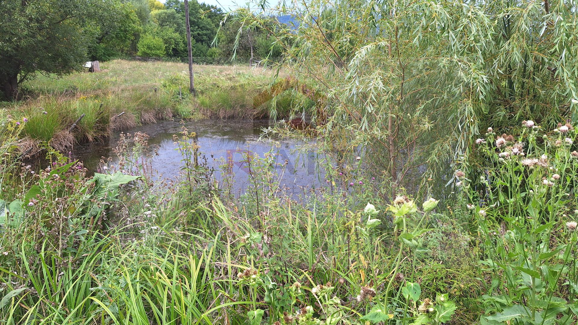 VANZARE ANSAMBLU CASUTE BRADULET ARGES - Poză 21