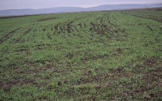 Teren extravilan | Gura raului | 2250 MP - Poză 3